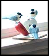 terry chickadees